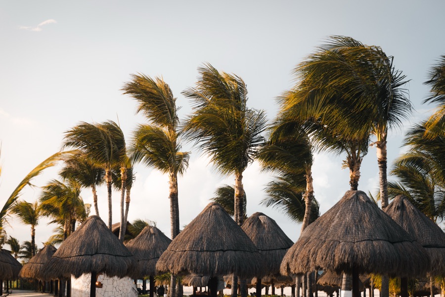 Thatched palapas beneath windswept palms in Cancún